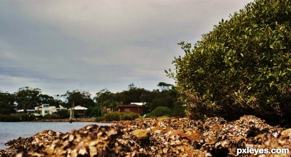 oyster shells